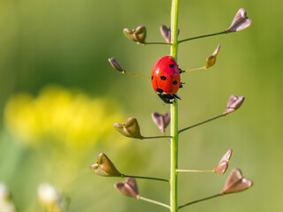 Ladybug on a field plant in the summertime