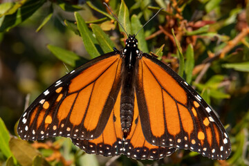 Monarch