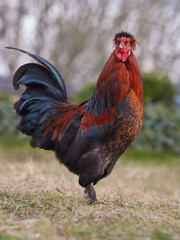 Proud young red rooster free in garden