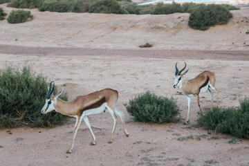 Springbok antelopes on safari - obrazy, fototapety, plakaty
