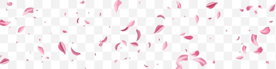 Pink Rose Tender Vector Transparent Panoramic