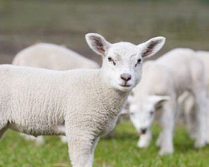 Naklejka na ściany i meble Young white lamb of Flemish sheep 