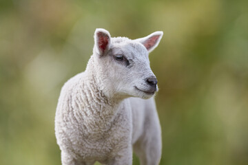 Young white lamb closeup on blurred background
