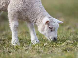 Closeup of young white lamb in Spring