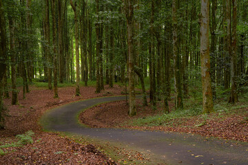 Road Amidst Trees In Forest at Bali Botanical Garden