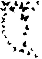 Plakat Flock of silhouette black butterflies on white background. Vector