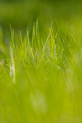 grass macro closeup with blurred background and blurred empty foreground