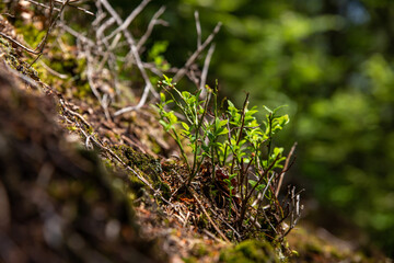 small plants growing out of mossy rock