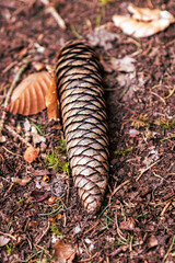 Spruce cones macro on forest floor with needles and leaves