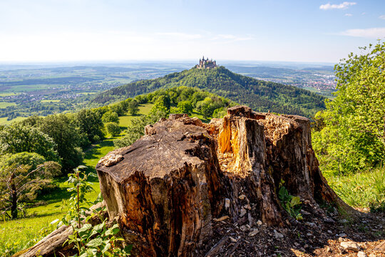 rotten tree stump in front of hohenzollern castle in spring with blurred background
