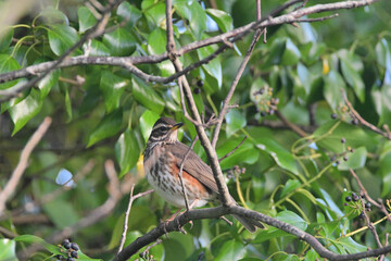 Grive Mauvis dans un arbre