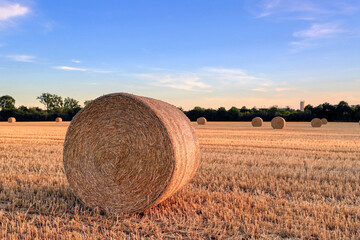 Field of hay bales. Harvesting at the end of the summer.