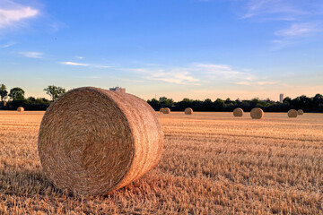 Field of hay bales. Harvesting at the end of the summer.