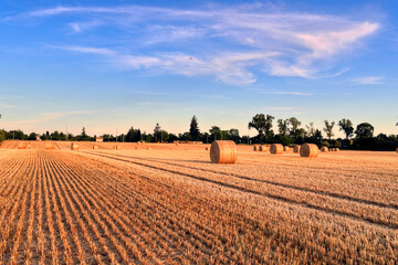 Field of hay bales. Harvesting at the end of the summer.