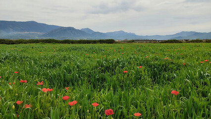 field of poppies and sky
