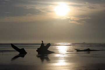 Cloudy Sunrise with Bird Perched on Driftwood where River Meets Ocean