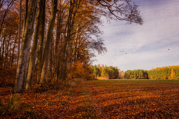 autumn forest in the morning