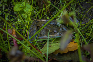 frog in the grass