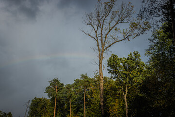 rainbow in the forest