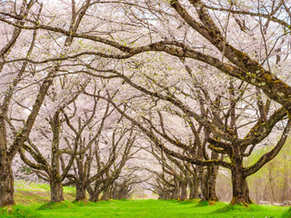 岩手県雫石町・雫石川園地の桜並木