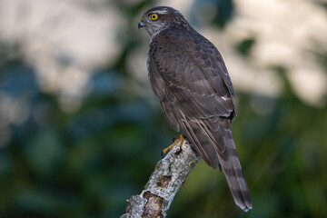 Sparrowhawk landed on a stump after failing to hunt a hawfinch