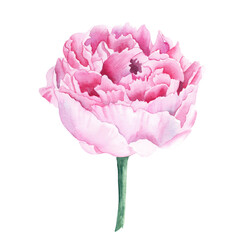 Pink watercolor peony flower. Hand drawn botanical illustration isolated on white background. Can be used for greeting cards, bouquets, wedding invitations, textile prints.