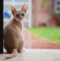 Gatito parado en la puerta
