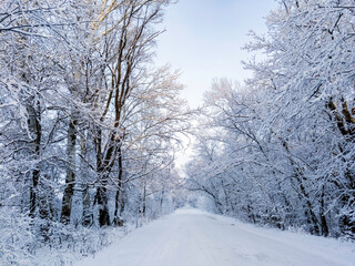 Snow trees in a winter atmosphere after snowfall. A white road among trees in a snow-covered forest. In winter, snow branches, footprints in the snow and light in the tunnel in perspective