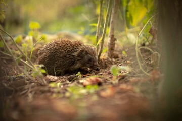 Hedgehog in grass close up.