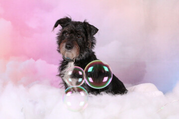 small black mixed dog is sitting in clouds with flying bubbles in the colorful studio
