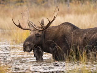 Big male bull moose during rut with a nice rack of antlers photographed in its natural marsh wetlands environment.  This is an adult bull moose eating Lilly pads in a shallow pond during fall season.