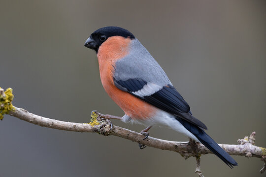Gimpel oder Dompfaff (Pyrrhula pyrrhula), M&auml;nnchen