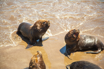 Sea lions In Mar del Plata