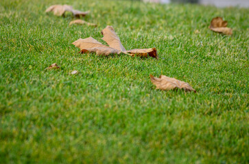 squirrel in the grass