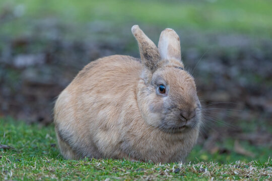 Cute rabbit enjoying the nature.