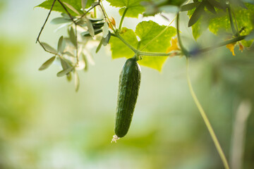 Fresh Organic Cucumbers Growing on Backyard
