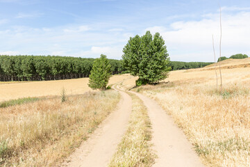 Fototapeta na wymiar Camino de Madrid - dual track dirt road after Los Huertos in direction to Eresma river, province of Segovia, Castile and León, Spain