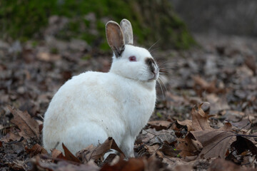 Cute rabbit enjoying the nature.