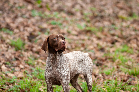 portrait braque fran&ccedil;ais, dans un sous bois !