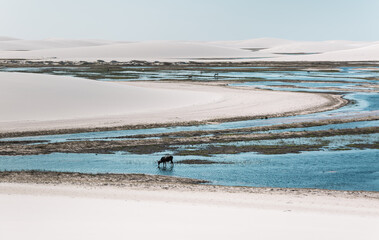 Fototapeta na wymiar rainwater pond among the white sand dunes of Lencois Maranhenses