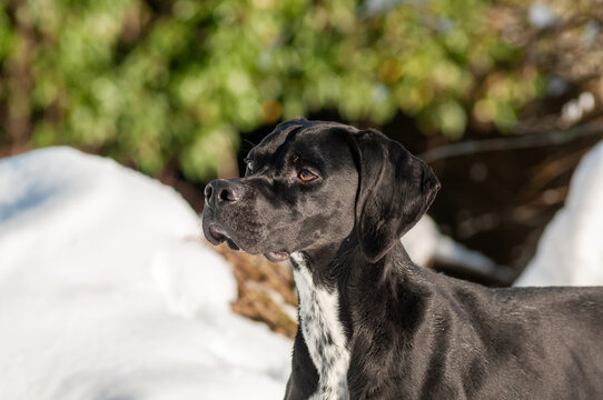 Portrait pointer anglais serpent noir, dans un paysage hivernal 