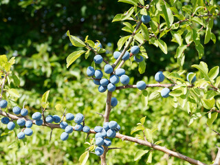 Prunus spinosa | Blackthorn or sloe shrub with clusters of black and purple-blue small drupes or...