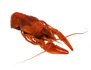 freshly brewed red crayfish