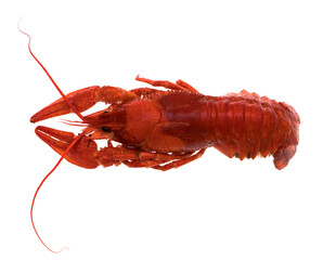 freshly brewed red crayfish