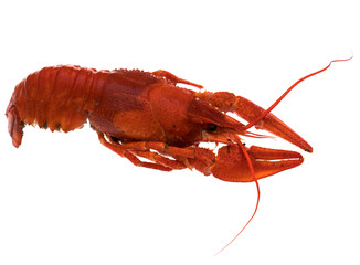 freshly brewed red crayfish