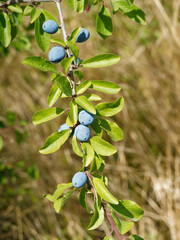 Blackthorn bush - Prunus spinosa - Hanging spiny branches full of small round dark purple-blue...