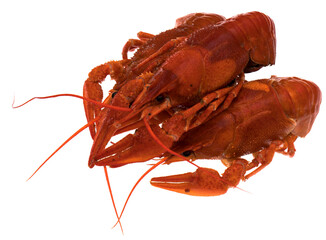 freshly brewed red crayfish