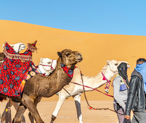 Unrecognizable Tuareg persons obscured faces with head scarfs and sunglasses walking along sand dunes with white and brown dromedary camels decorated with red colored tissue saddle and reins.