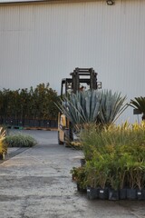 Tequila plant