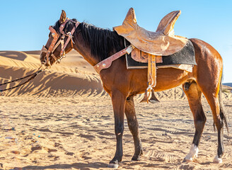 Standing brown horse in the Sahara desert. Decorated with leather studded reins and animal skin saddle. Selective focus with blurred sand dune and blue sky in background.